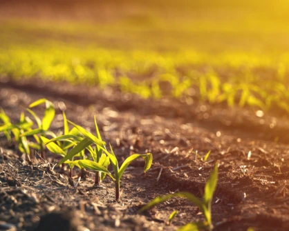 Unlocking Potential: The Impact of Nodral's Fertilizers on Crop Resilience and Adaptability