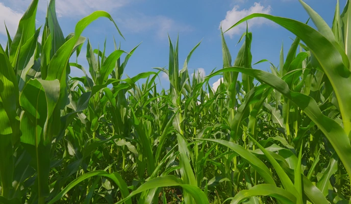 NPK 8-20-30 – a strong foundation for early plant development