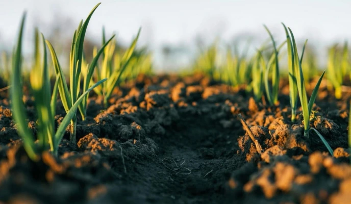 March: Strategic Potassium Supplementation Before the Start of Intensive Vegetation